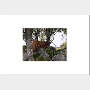 Scottish Highland Cattle Calf 1542 Posters and Art